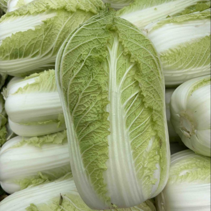 黄心白菜上车048