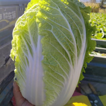 黄心白菜