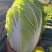 黄心白菜