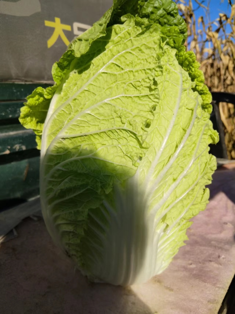 黄心白菜