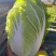 黄心白菜