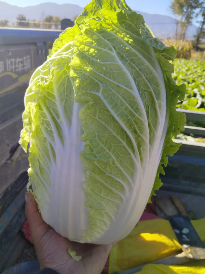 黄心白菜