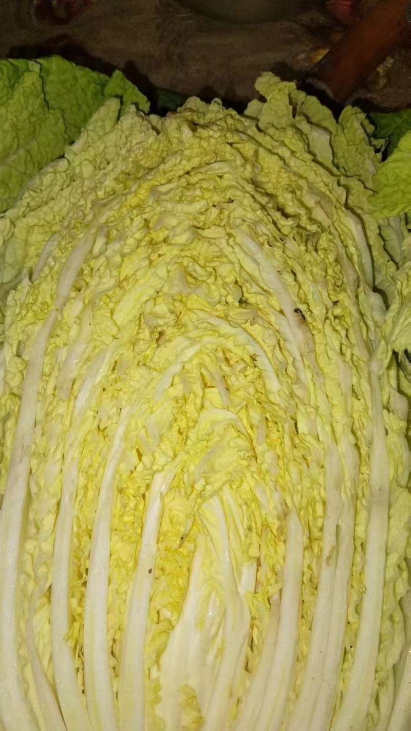 黄心白菜