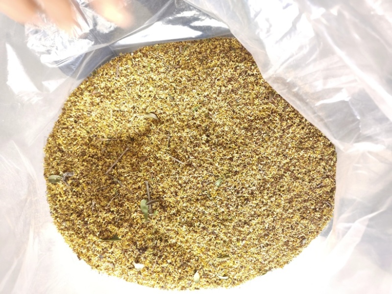 推荐桂花干，丹桂，新货上市