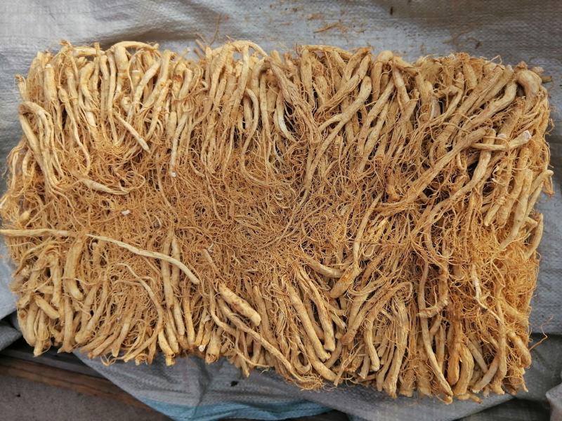 人参须人参白直须