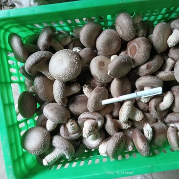 【牛商优选】鲜香菇供应-鲜菇基地直发-价格直发