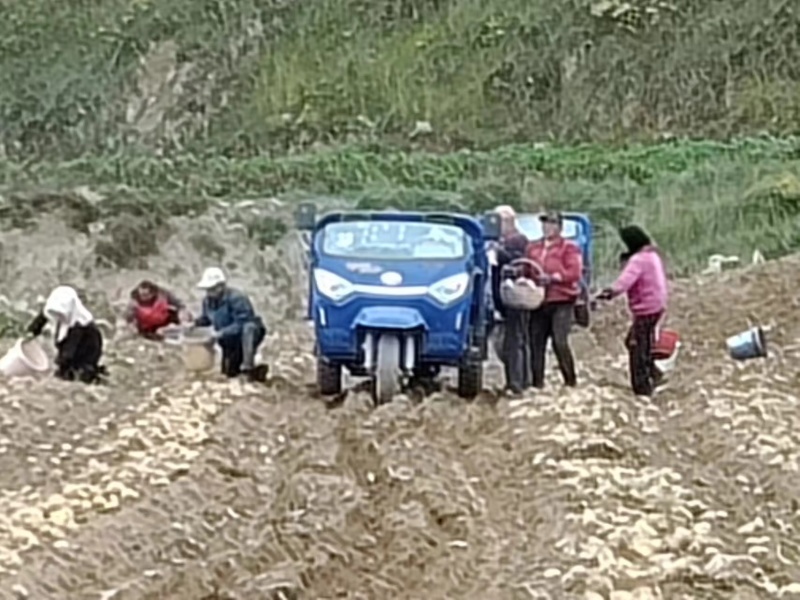 农家希望之光，土豆充足量大优惠，欢迎新老客户前来合作