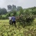 丛生黄栌红栌单杆丛生均有红栌黄栌杯苗