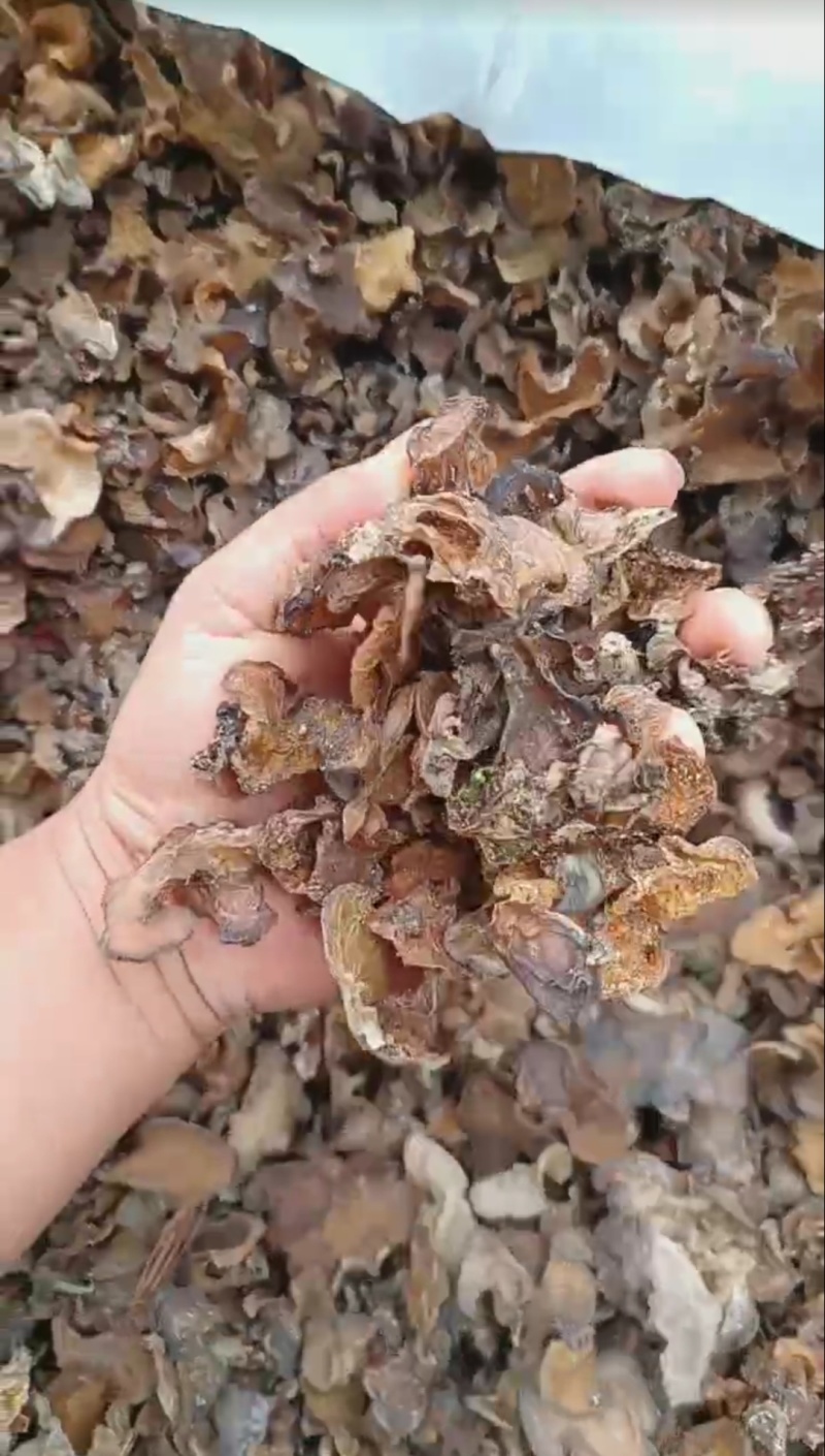 羊肚耳