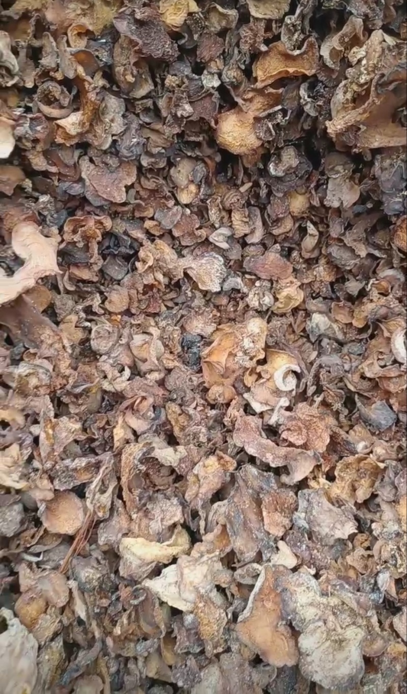 羊肚耳