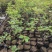 丛生黄栌红栌单杆丛生均有红栌黄栌杯苗
