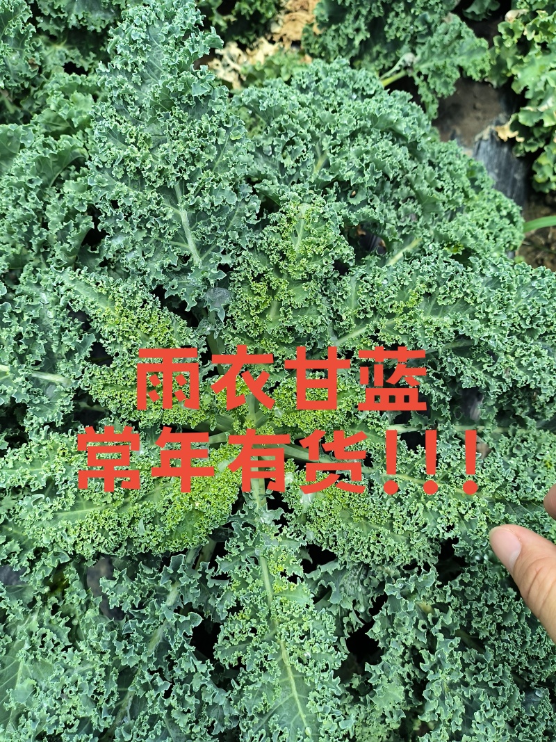 羽衣甘蓝全年稳定供应欢迎咨询实地考察看货