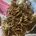 东北九节菖蒲（产地吉林纯东北野生）