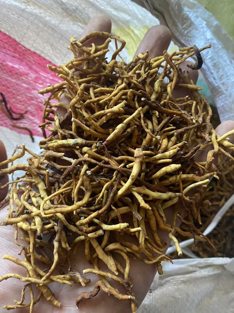 东北九节菖蒲（产地吉林纯东北野生）