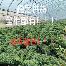 羽衣甘蓝全年供应，绿宝品种，高品质出仓标准！