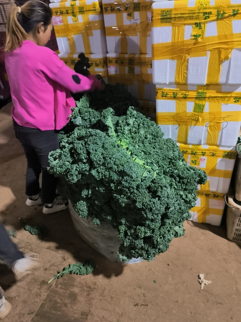 羽衣甘蓝全年供应，绿宝品种，高品质出仓标准！