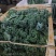 羽衣甘蓝全年供应，绿宝品种，高品质出仓标准！