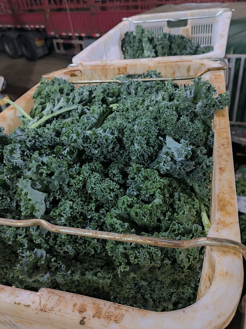 羽衣甘蓝全年供应，绿宝品种，高品质出仓标准！