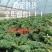 羽衣甘蓝全年供应，绿宝品种，高品质出仓标准！