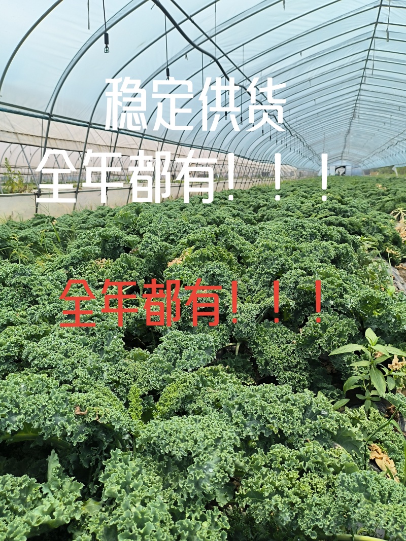 羽衣甘蓝全年供应，绿宝品种，高品质出仓标准！