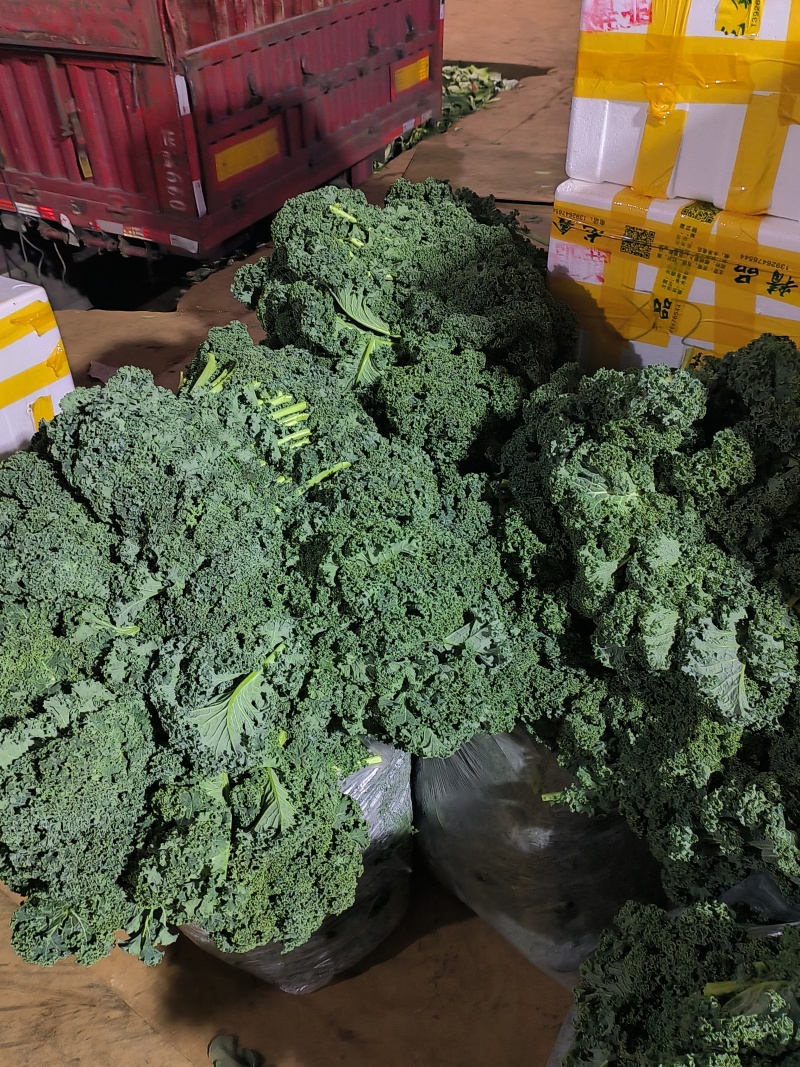 羽衣甘蓝全年供应，绿宝品种，高品质出仓标准！