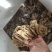 碎叶片毛肚大边角带底板牛百叶