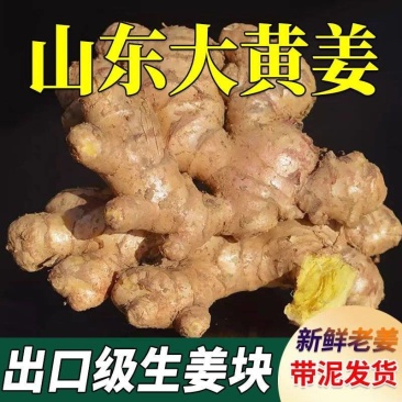 山东生姜/莒县生姜/大黄姜/自家种植/全年有货