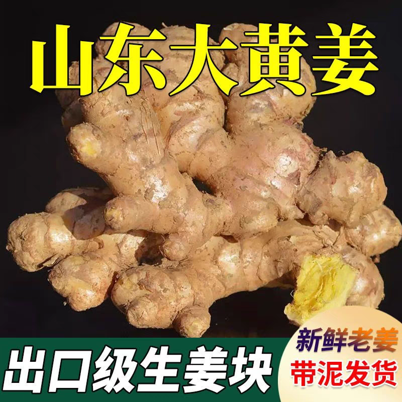 山东生姜/莒县生姜/大黄姜/自家种植/全年有货