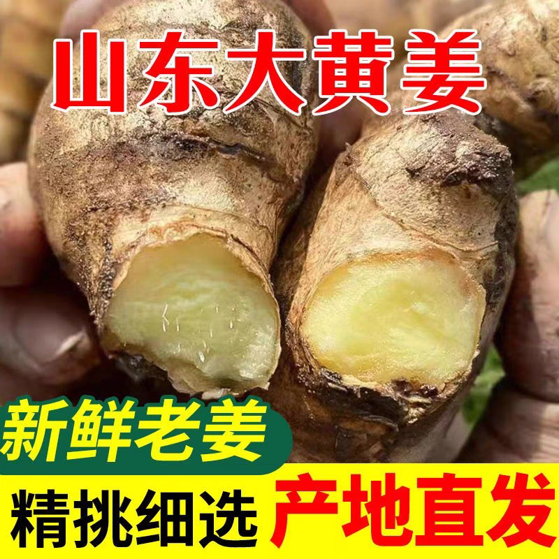 山东生姜/莒县生姜/大黄姜/自家种植/全年有货