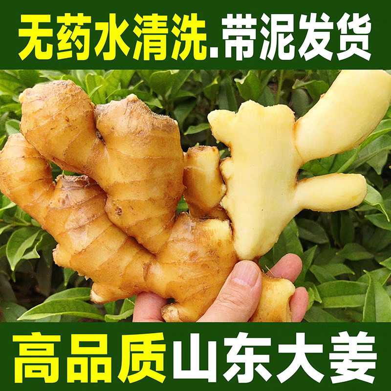 山东生姜/莒县生姜/大黄姜/自家种植/全年有货