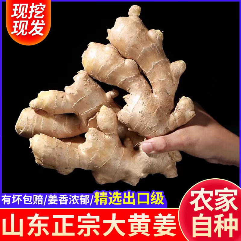 山东生姜/莒县生姜/大黄姜/自家种植/全年有货