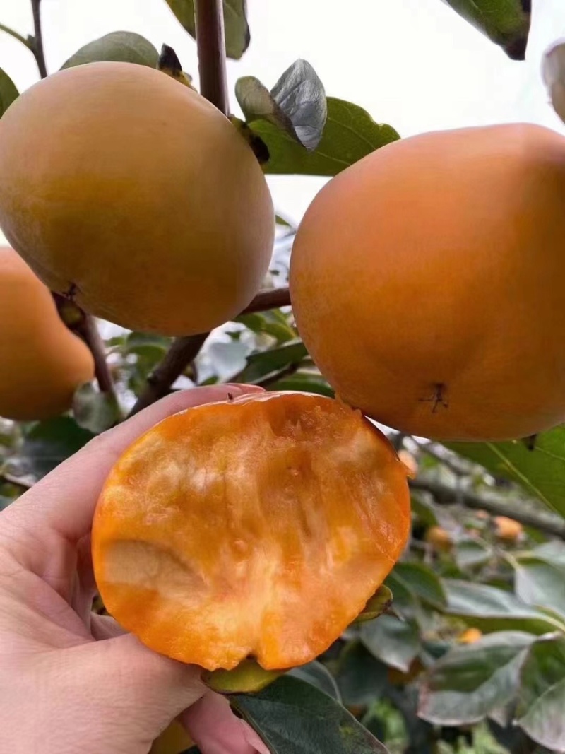 【一件代发】阳丰脆柿承接电商直播带货微商团购落地配等