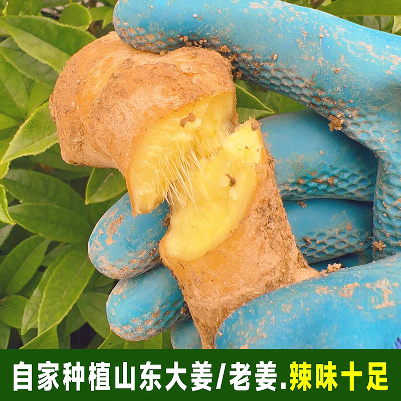 【山东生姜】小黄姜/莒县生姜/产地货源/量大价优/电联
