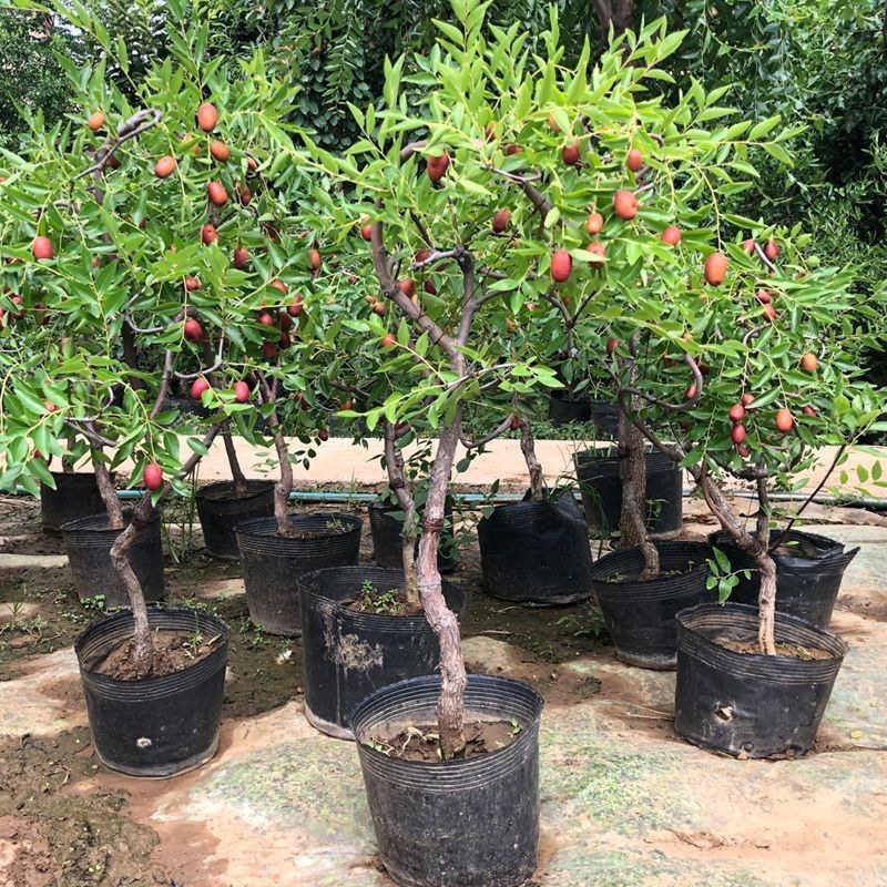 盘龙枣树苗龙须枣树拐枣盆栽龙爪枣树发货南方北方庭院种植