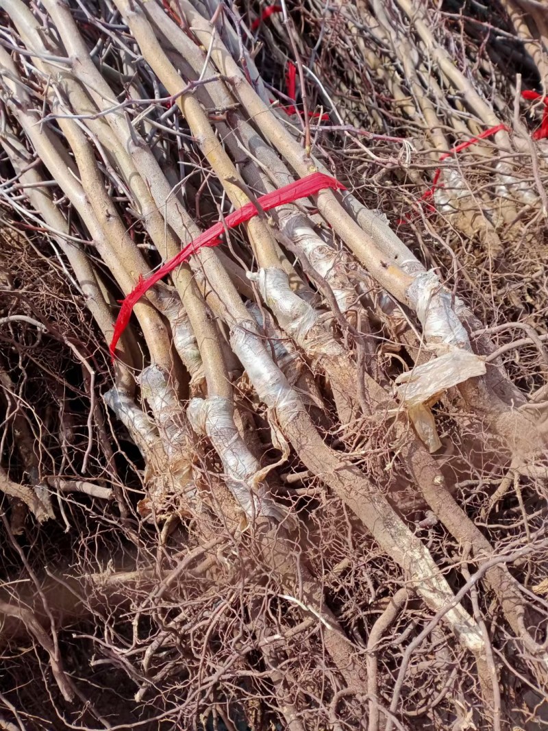 盘龙枣树苗龙须枣树拐枣盆栽龙爪枣树发货南方北方庭院种植