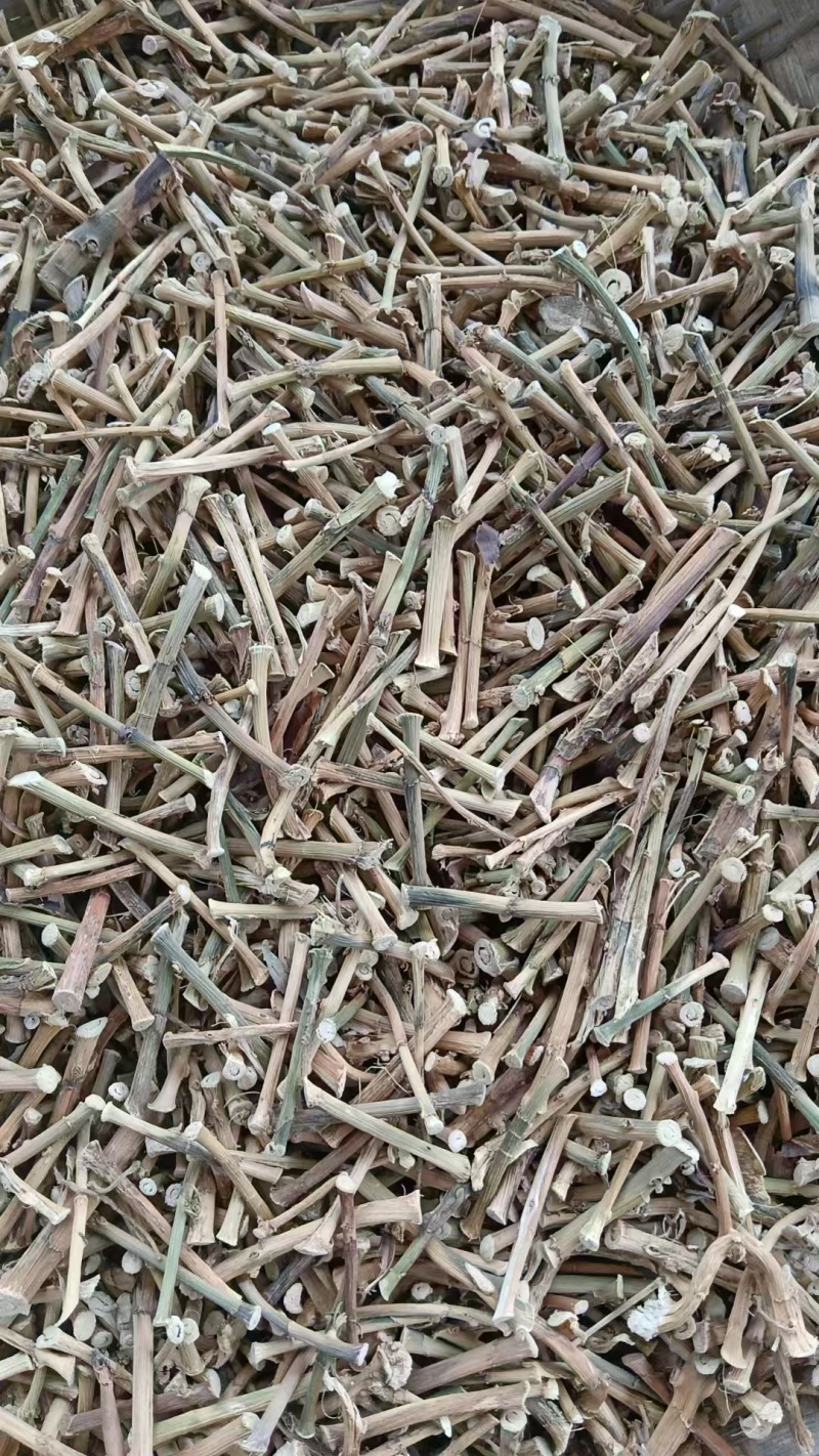 云南砂仁根中药材中药根茎药材精品砂仁根现货大量供应