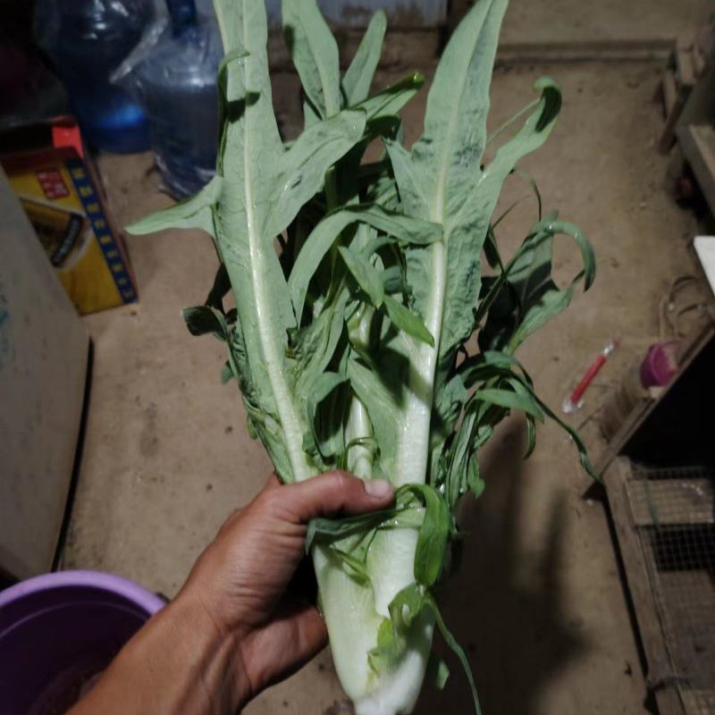 正宗博白甜麦菜成品菜，博白种苗基地，自厂自销价格优惠