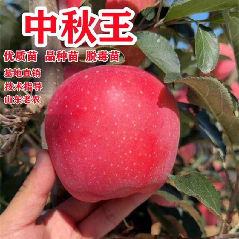 嫁接中秋王苹果树苗晚熟脆甜苹果苗南方北苹果树水果苗包邮
