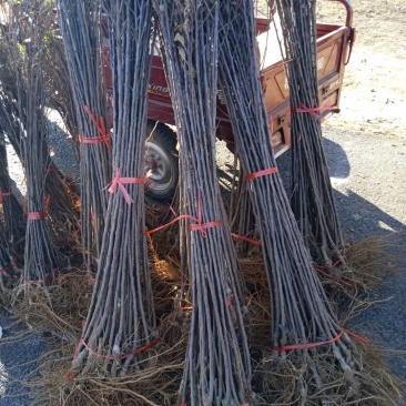 嫁接中秋王苹果树苗晚熟脆甜苹果苗南方北苹果树水果苗包邮