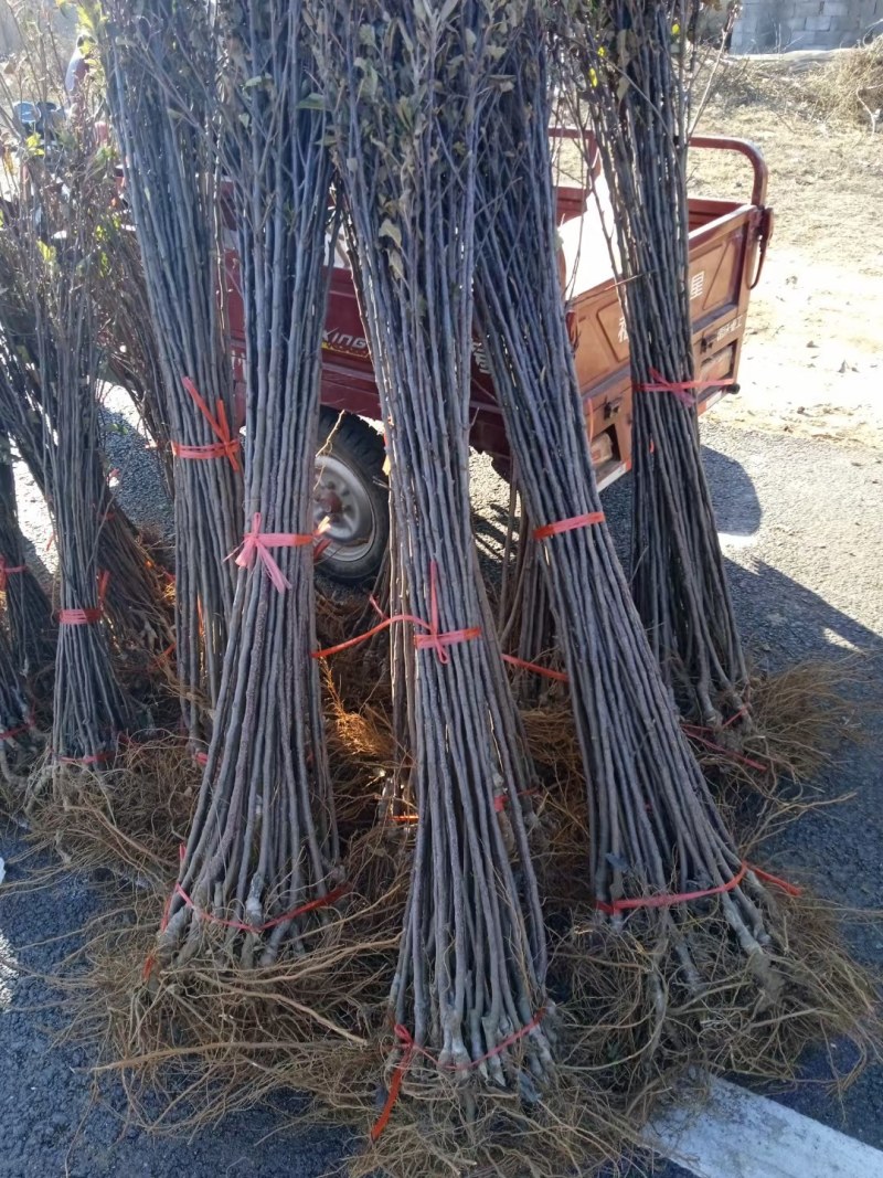 嫁接中秋王苹果树苗晚熟脆甜苹果苗南方北苹果树水果苗包邮