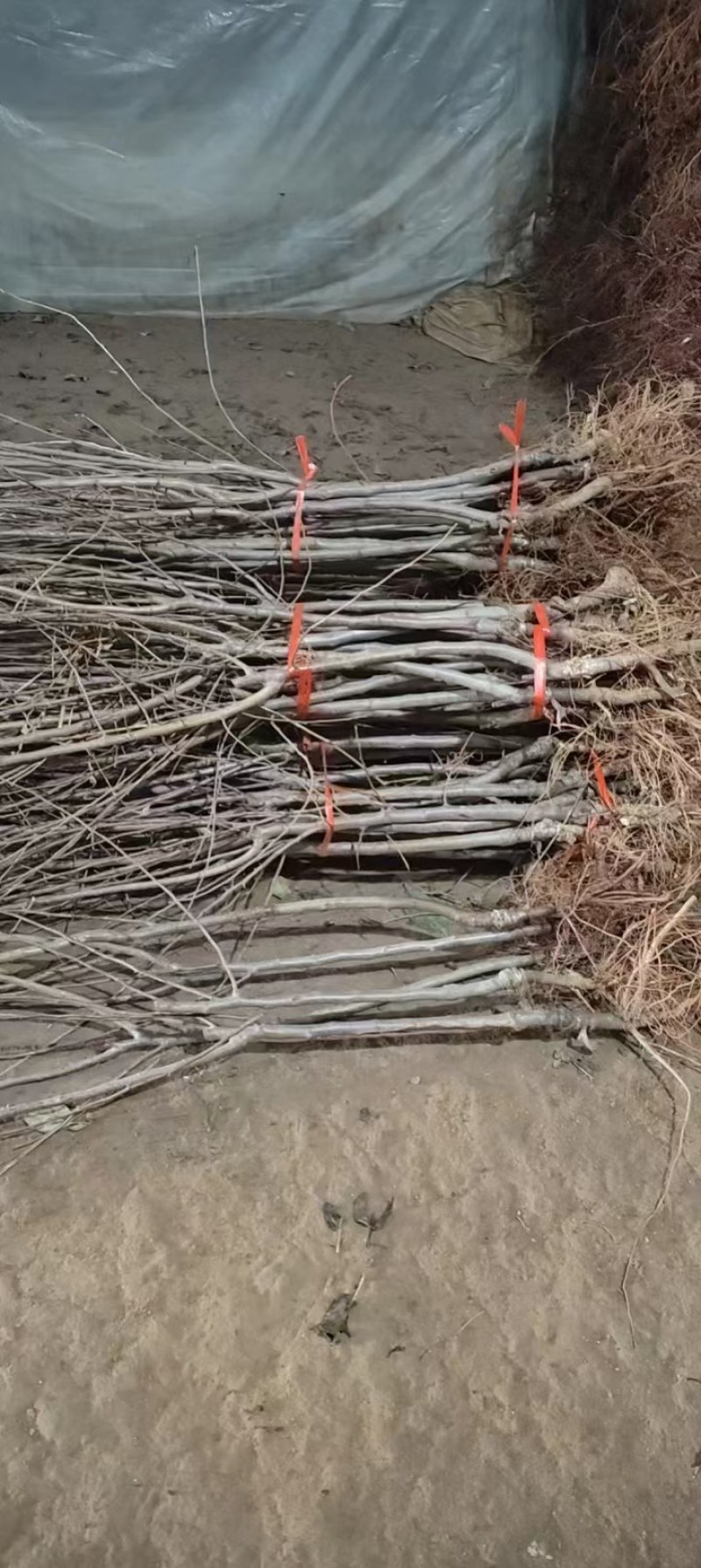 嫁接中秋王苹果树苗晚熟脆甜苹果苗南方北苹果树水果苗包邮