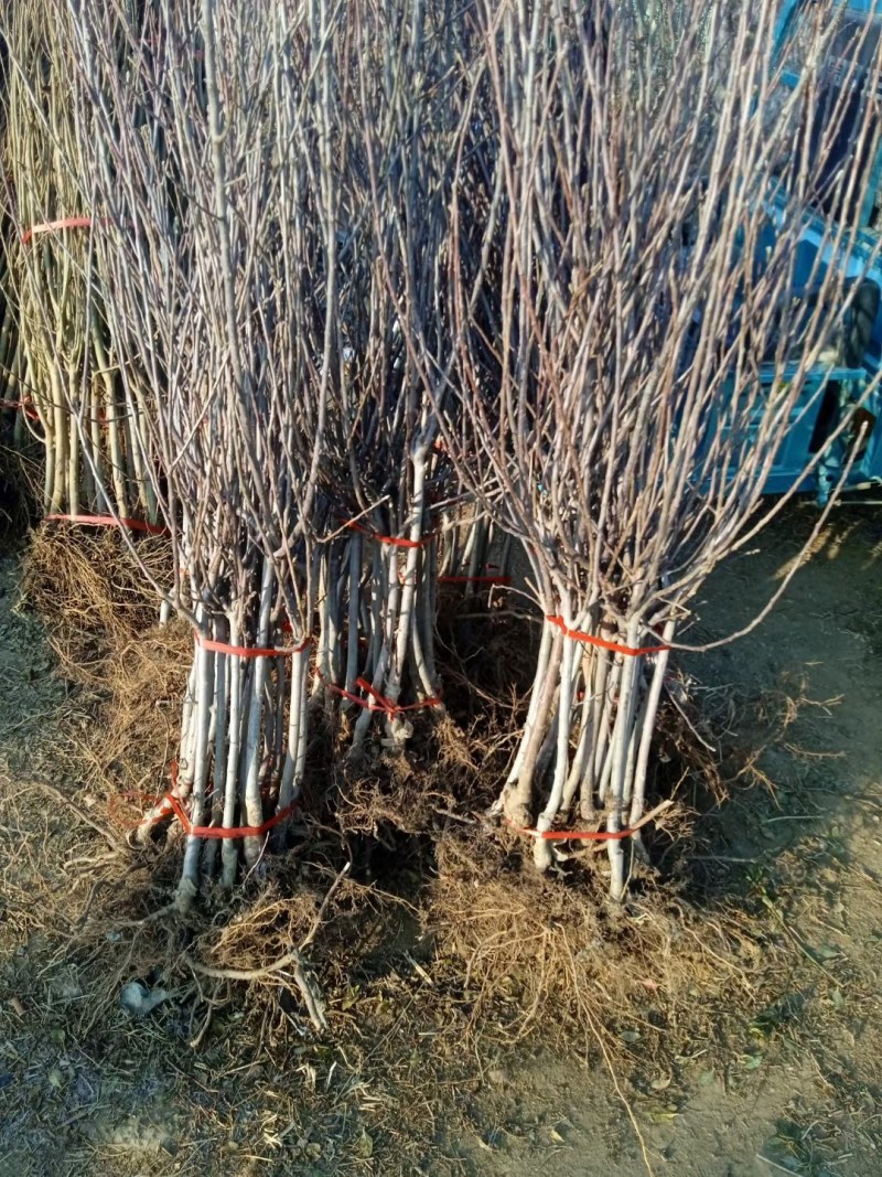 嫁接中秋王苹果树苗晚熟脆甜苹果苗南方北苹果树水果苗包邮