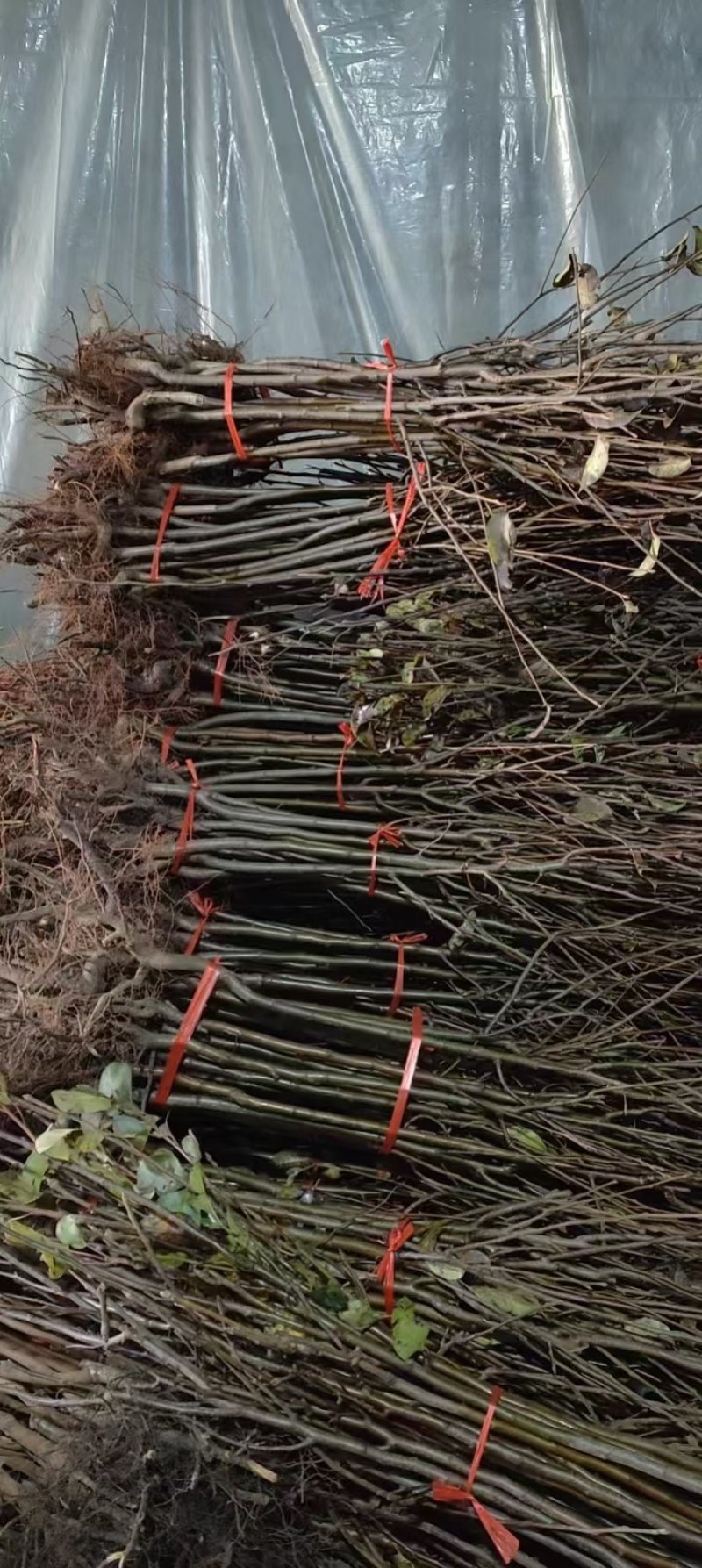 嫁接中秋王苹果树苗晚熟脆甜苹果苗南方北苹果树水果苗包邮