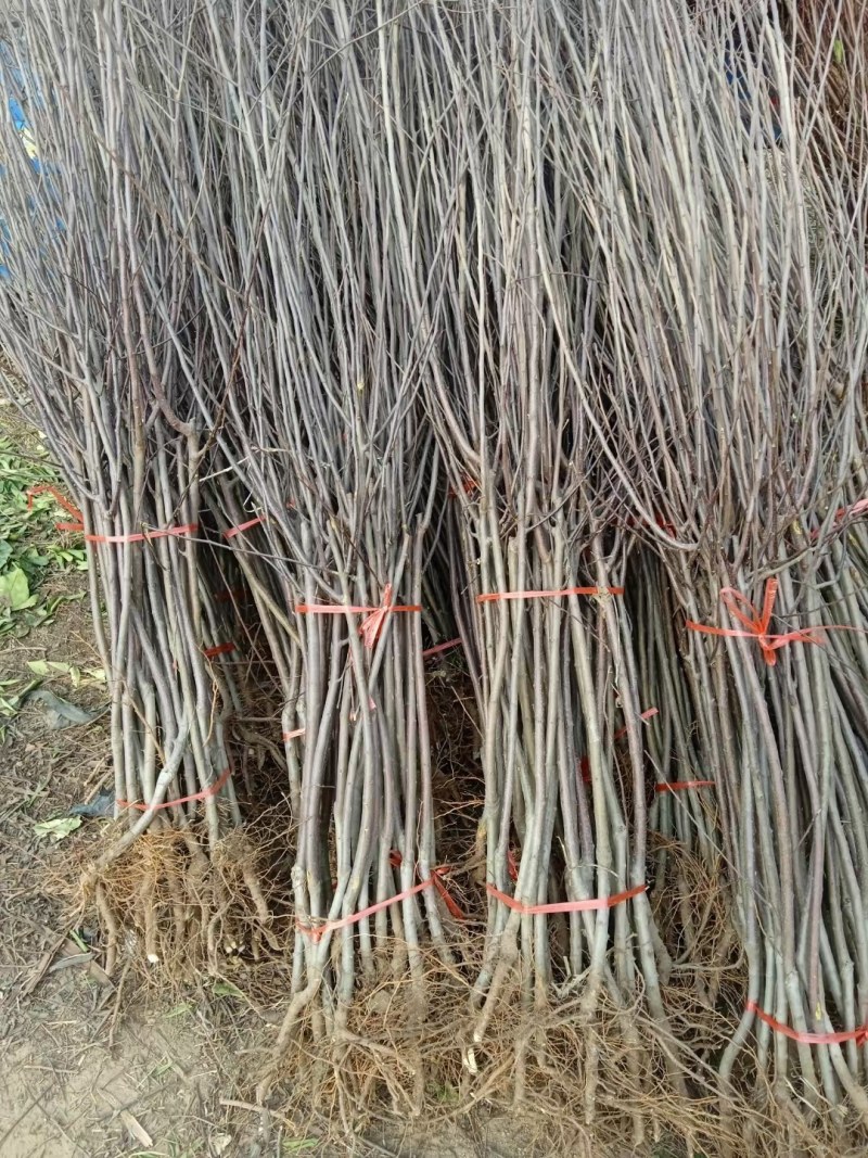 嫁接中秋王苹果树苗晚熟脆甜苹果苗南方北苹果树水果苗包邮