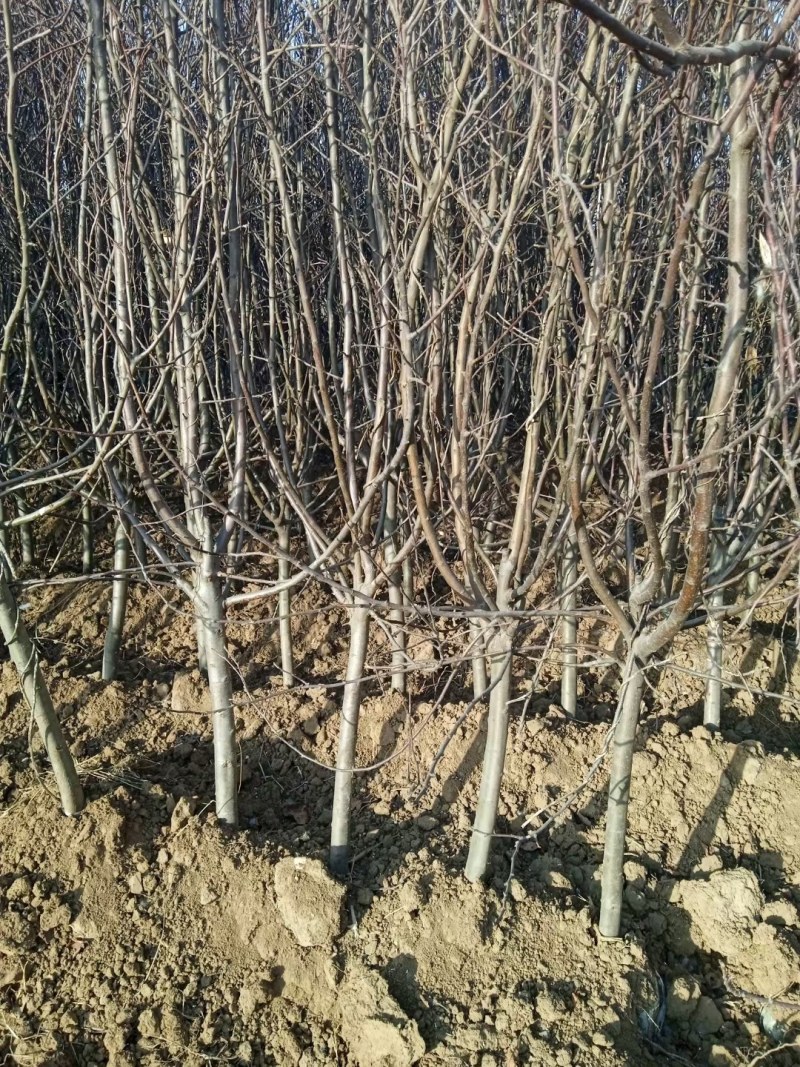嫁接中秋王苹果树苗晚熟脆甜苹果苗南方北苹果树水果苗包邮