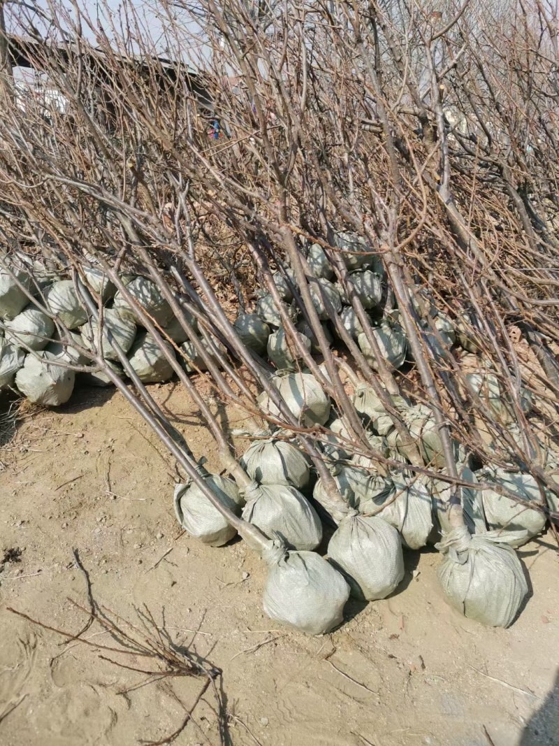 嫁接中秋王苹果树苗晚熟脆甜苹果苗南方北苹果树水果苗包邮