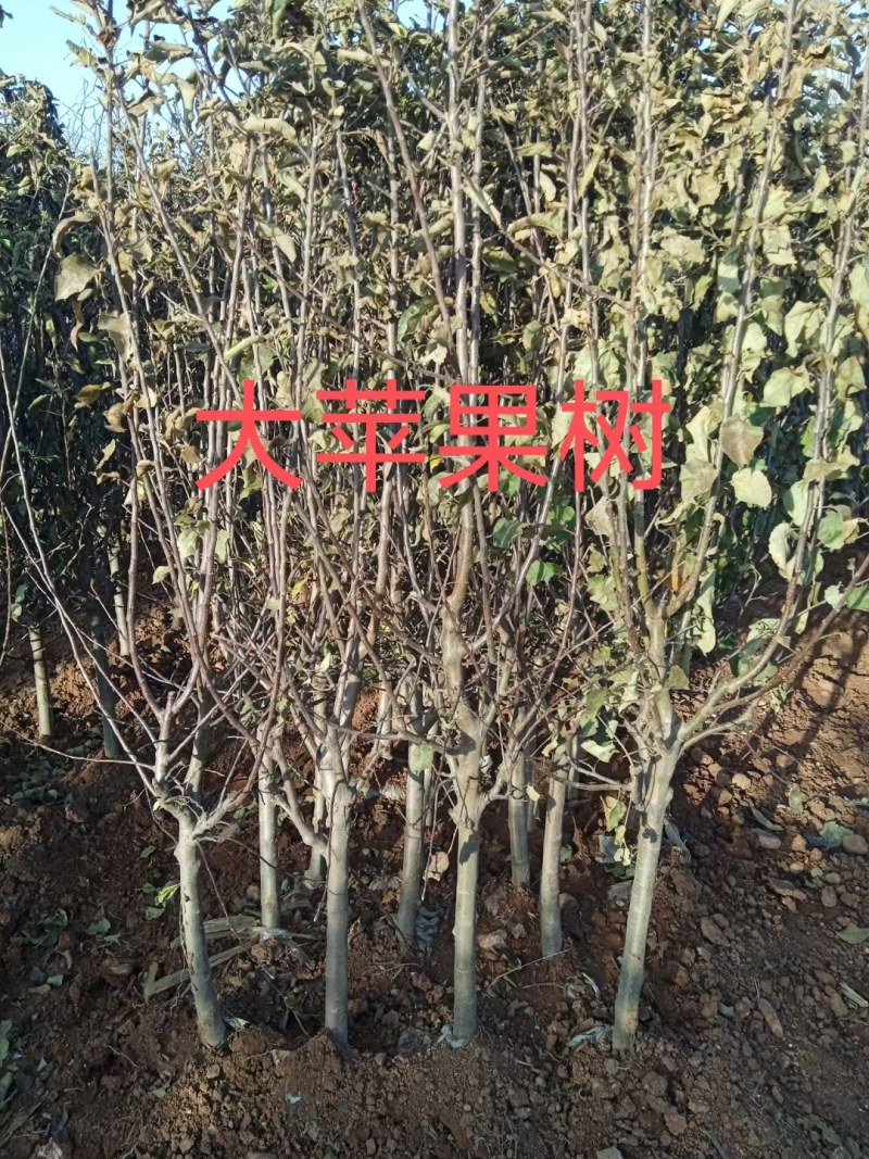 嫁接中秋王苹果树苗晚熟脆甜苹果苗南方北苹果树水果苗包邮