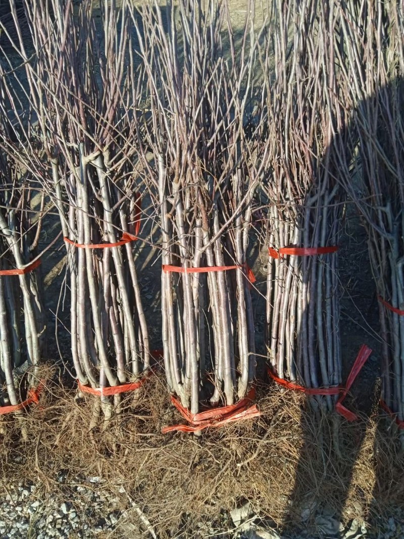 嫁接中秋王苹果树苗晚熟脆甜苹果苗南方北苹果树水果苗包邮