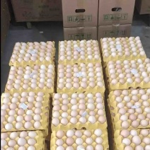 农产品鸡蛋🥚