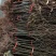 嫁接苹果苗山东烟台红富士苹果苗正宗烟富8号果苗果树苗包邮